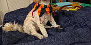 Herman joined the competition — help win amazing prizes! animal, bed, bells, blanket, collar, cozy, curly_fur, cute, decor, dog, door, fur, furniture, home, indoor, orange_black, pet, shelf, sitting, white_dog