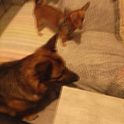 Tason a rejoint le concours — aidez-le/la à gagner de superbes lots ! animal, blur, brown_dog, canine, companion, couch, curious, dog, domestic_animal, floor, furniture, household, indoor, large_dog, living_room, pet, resting, small_dog, table, two_dogs