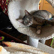 Irie is registered to the contest to win money with this photo: animal, blanket, cat, cat_tree, clothing, cozy, curious, fur, furniture, green_eyes, household, indoor, lounging, perch, pet, relaxed, soft_texture, tabby, whiskers, wood_floor