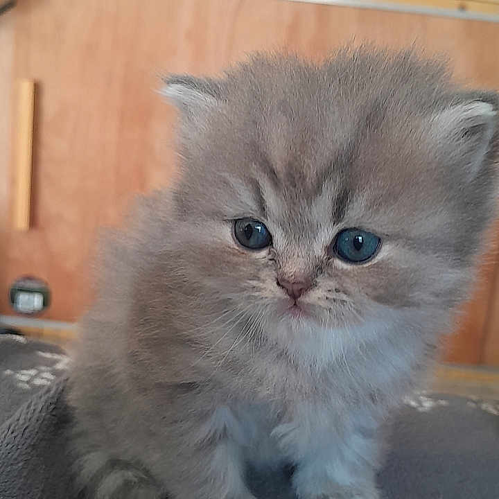 Grisouille a rejoint le concours — aidez-le/la à gagner de superbes lots ! kitten, cat, fluffy, gray_fur, blue_eyes, long_hair, sitting, indoors, blanket, wooden_cabinet, furniture, portrait, cute, adorable, whiskers, paws, animal, pet, centered_composition, close_up