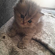 Grisouille participe au concours pour gagner de l'argent avec cette photo : kitten, cat, fluffy, long_hair, gray, brown, face, eyes, ears, whiskers, paws, sitting, blanket, couch, indoor, home, cozy, pet, portrait, cute