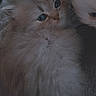 Grisouille participe au concours pour gagner de l'argent avec cette photo : cat, kitten, fluffy, long_hair, persian_cat, two_cats, animal, pet, fur, blue_eyes, face, portrait, close_up, indoors, soft, gray, white, cuddling, cute, sleepy