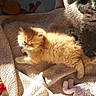 Garfield a rejoint le concours — aidez-le/la à gagner de superbes lots ! cat, kittens, kitten, fluffy, long_hair, orange_cat, gray_cat, sleepy, grumpy, sunlight, sunbeam, blanket, pet, indoors, cozy, plush_toy, furniture, relaxing, animal, cute