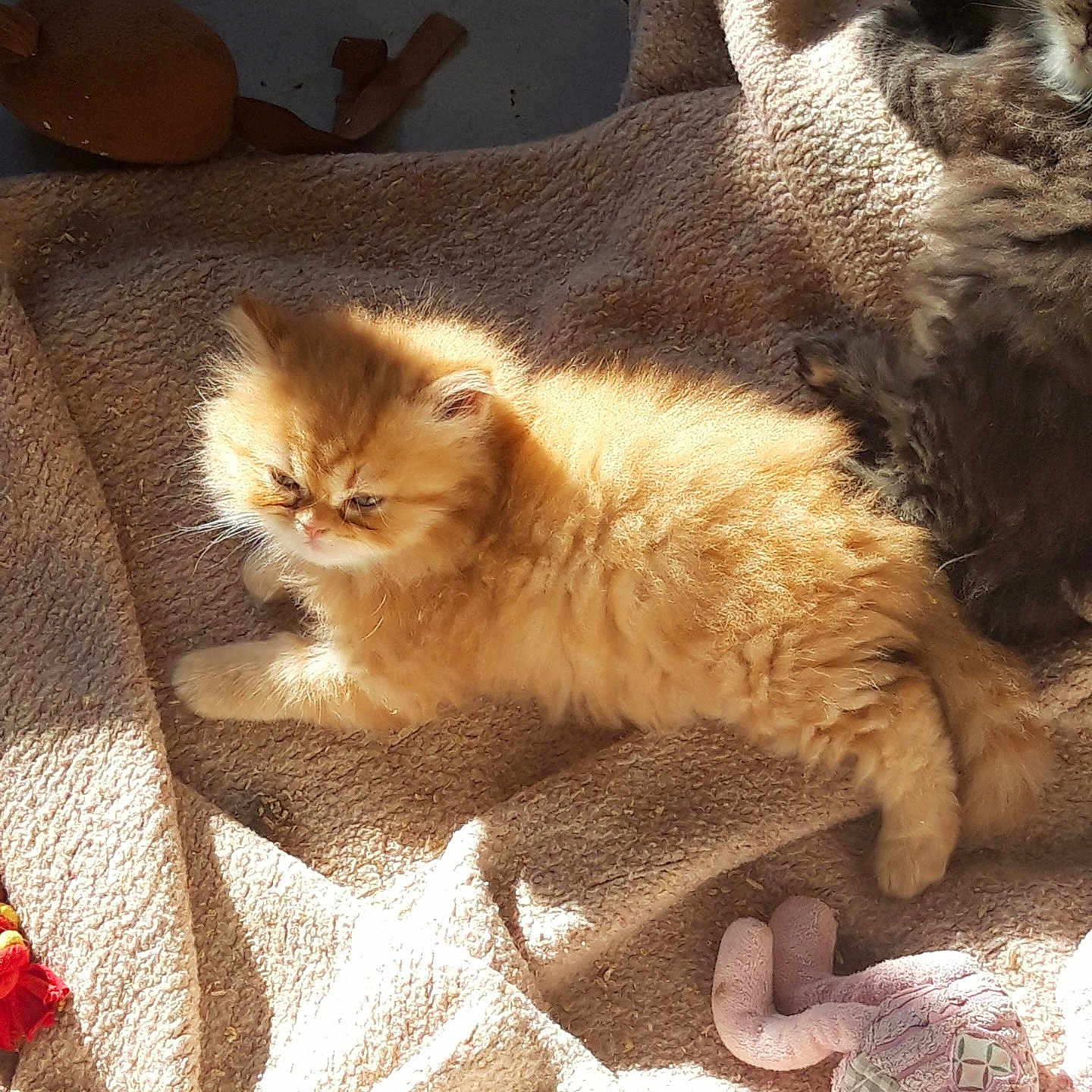 Garfield