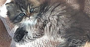 Loulou participe au concours pour gagner de l'argent avec cette photo : kitten, cat, fluffy, long_hair, gray_fur, white_fur, blue_eyes, whiskers, ears, animal, pet, sleeping, lounging, blanket, textile, indoors, close_up, portrait, sunlight, cozy