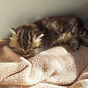 Loulou participe au concours pour gagner de l'argent avec cette photo : kitten, cat, tabby, sleeping, fluffy, furry, animal, pet, cozy, blanket, indoors, sunlight, relaxed, resting, curled_up, whiskers, ears, brown, portrait, cute