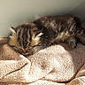kitten, cat, tabby, sleeping, fluffy, furry, animal, pet, cozy, blanket, indoors, sunlight, relaxed, resting, curled_up, whiskers, ears, brown, portrait, cute
