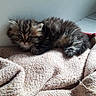 kitten, cat, tabby, fluffy, long_hair, fur, blue_eyes, animal, pet, cute, lying_down, blanket, indoors, home, carpet, portrait, whiskers, paws, relaxed, daylight