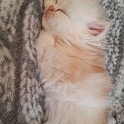 Bouboule participe au concours pour gagner de l'argent avec cette photo : kitten, cat, sleeping, fluffy, cream_colored, long_hair, curled_up, pet, animal, paw, paw_pads, pink_nose, closed_eyes, cozy, blanket, gray_blanket, indoors, cute, resting, close_up