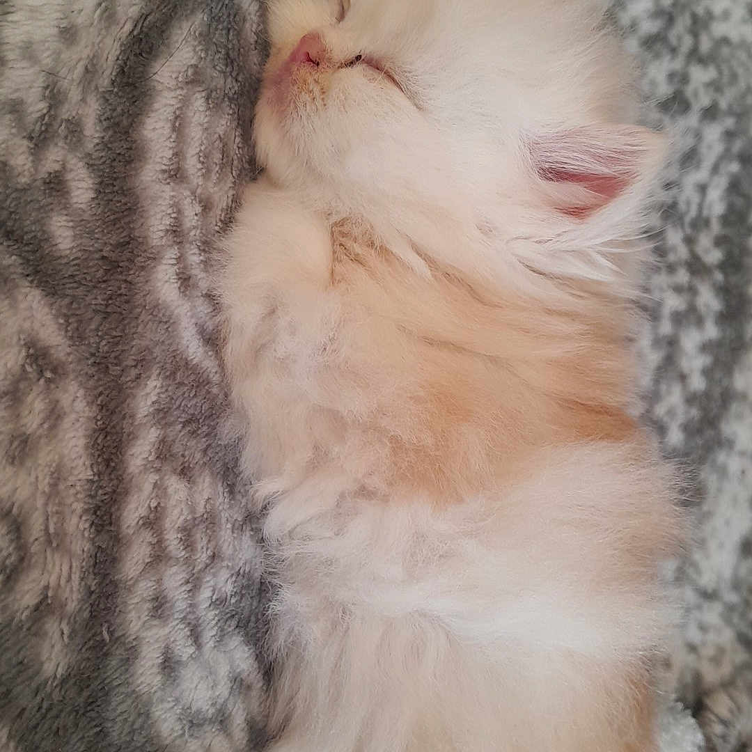 Bouboule