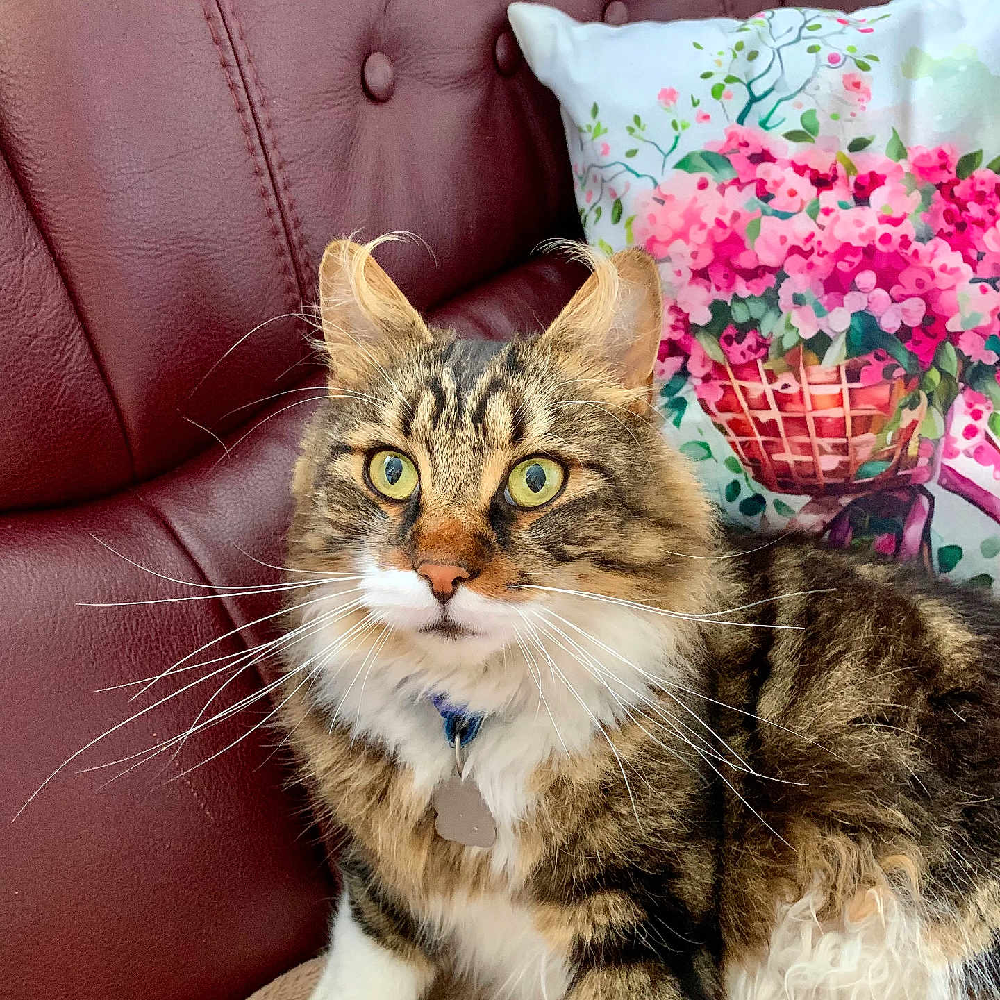 Leo participe au concours pour gagner de l'argent avec cette photo : animal, architecture, building, cat, chair, couch, cushion, flower, flowerarrangement, flowerbouquet, furniture, homedecor, indoors, kitten, livingroom, manx, pet, pillow, plant, room