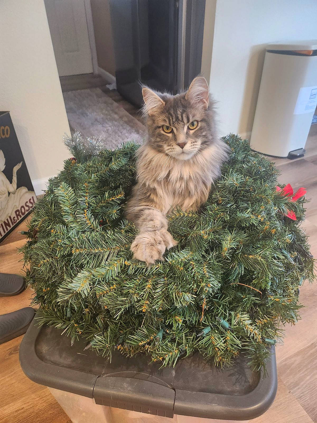 Bubba joined the competition — help win amazing prizes! carnivore, cat, christmas, christmas_decoration, christmas_ornament, christmas_tree, conifer, door, event, evergreen, felidae, fur, grass, groundcover, holiday, houseplant, plant, small_to_medium_sized_cats, whiskers, wood