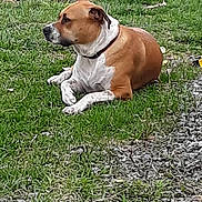 Choley is registered to the contest to win money with this photo: dog, brown_and_white, collar, grass, outdoor, resting, pet, canine, side_view, nature, animal, quiet, still_life, relaxed, ground, summer, daytime, mammal, laying_down, quiet_moment