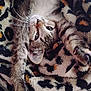cat, kitten, tabby, stretching, blanket, leopard_print, furry, whiskers, cute, pet, sleepy, cozy, soft, animal, fur, domestic_cat, relaxing, closeup, paw, bed