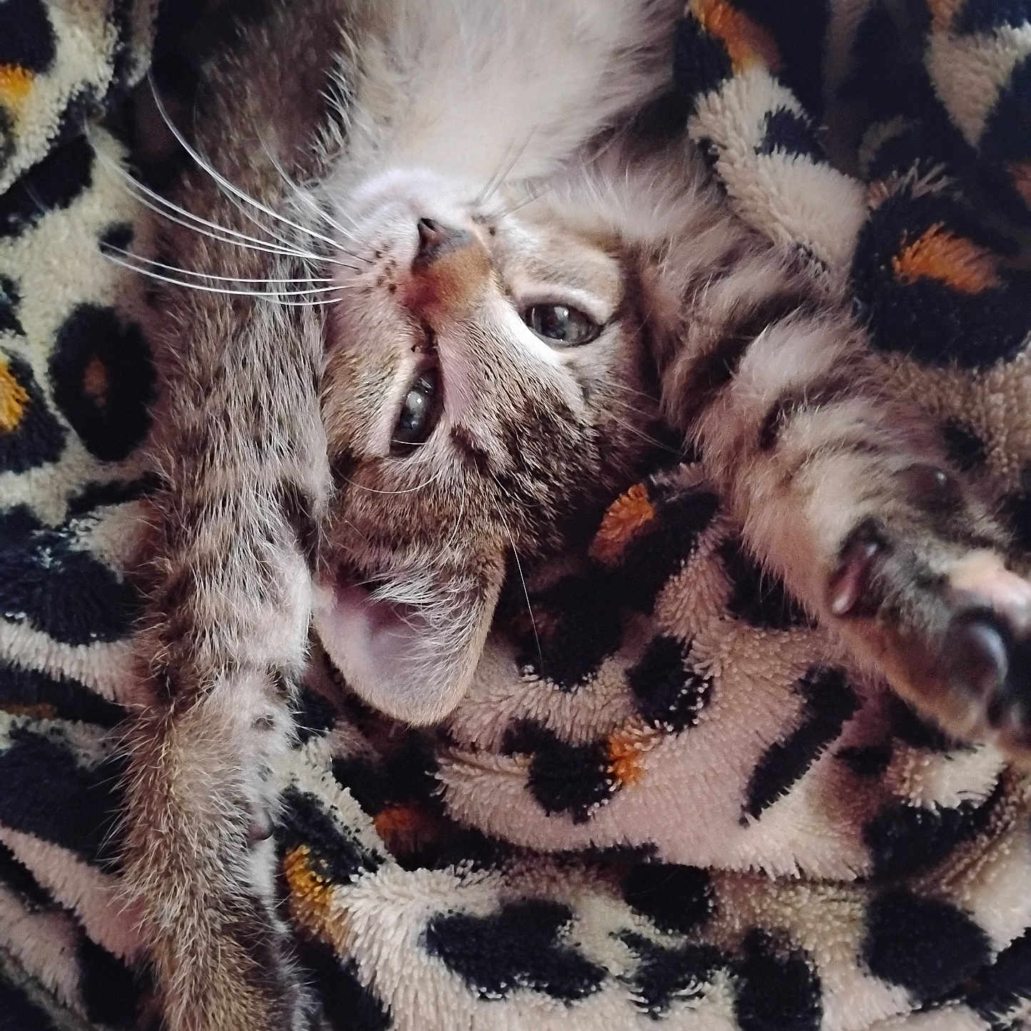 Ava joined the competition — help win amazing prizes! animal, bed, blanket, cat, closeup, cozy, cute, domestic_cat, fur, furry, kitten, leopard_print, paw, pet, relaxing, sleepy, soft, stretching, tabby, whiskers
