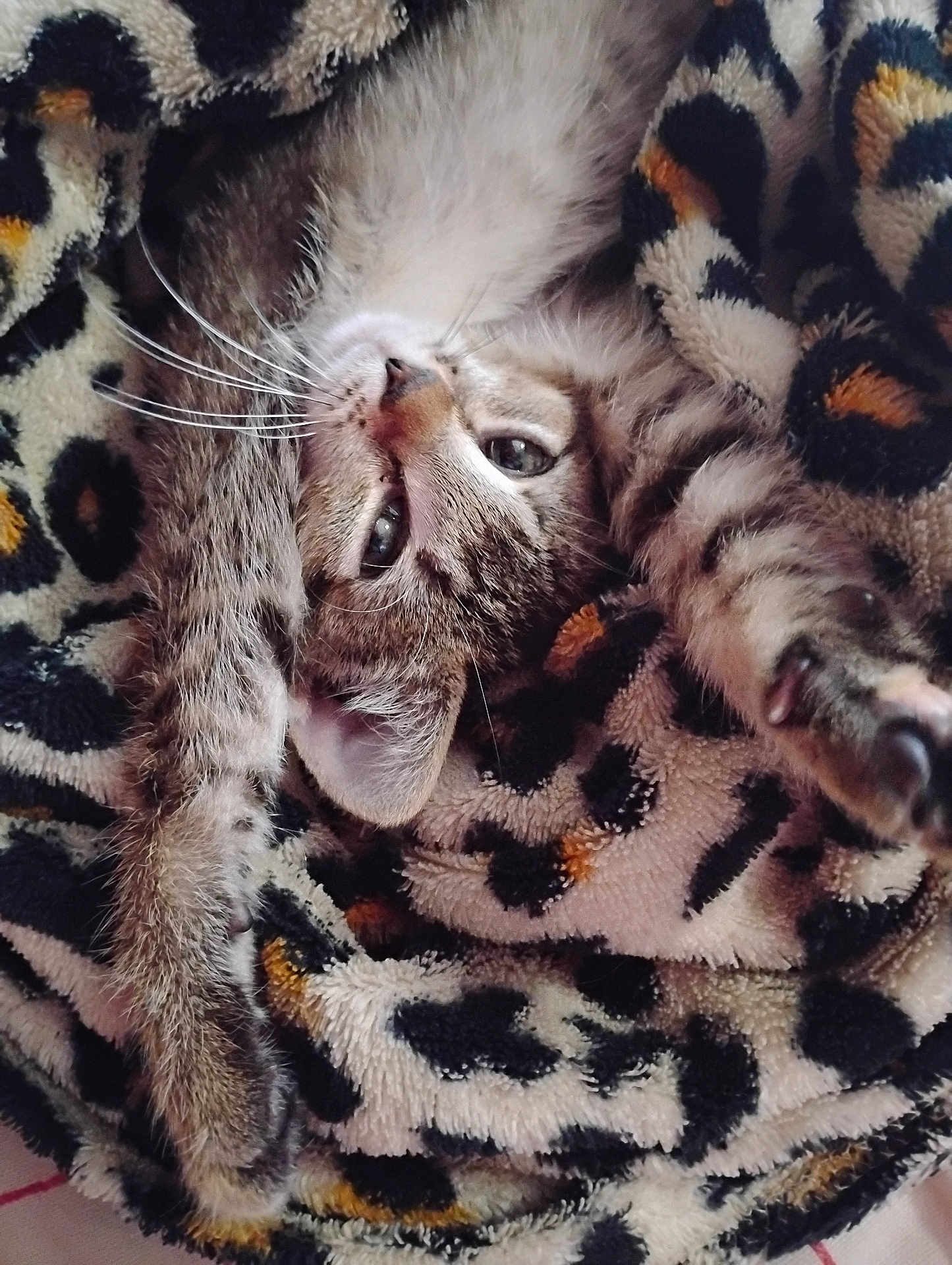Ava joined the competition — help win amazing prizes! cat, kitten, tabby, stretching, blanket, leopard_print, furry, whiskers, cute, pet, sleepy, cozy, soft, animal, fur, domestic_cat, relaxing, closeup, paw, bed