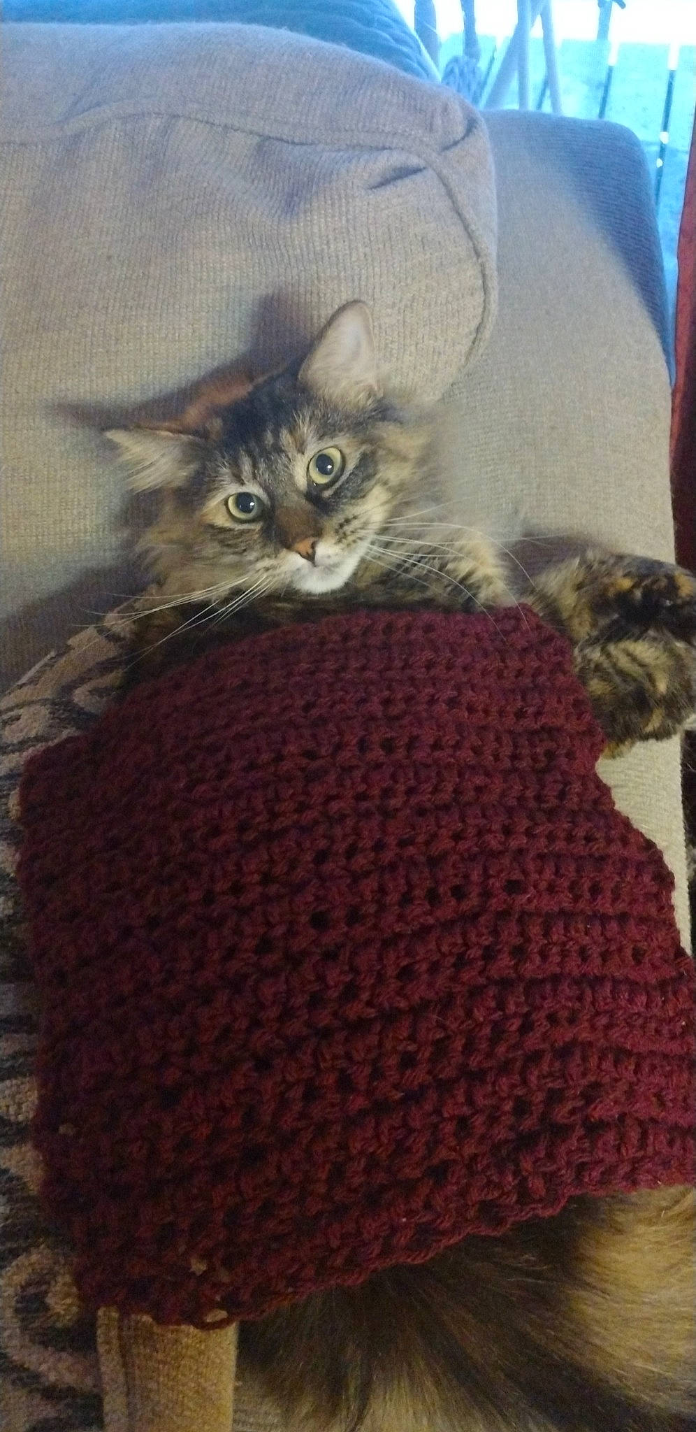 Ruby is registered to the contest to win money with this photo: art, carnivore, cat, comfort, craft, creative_arts, domestic_short_haired_cat, fawn, felidae, fur, grey, pattern, small_to_medium_sized_cats, tail, thread, tree, whiskers, wool, woolen, woven_fabric