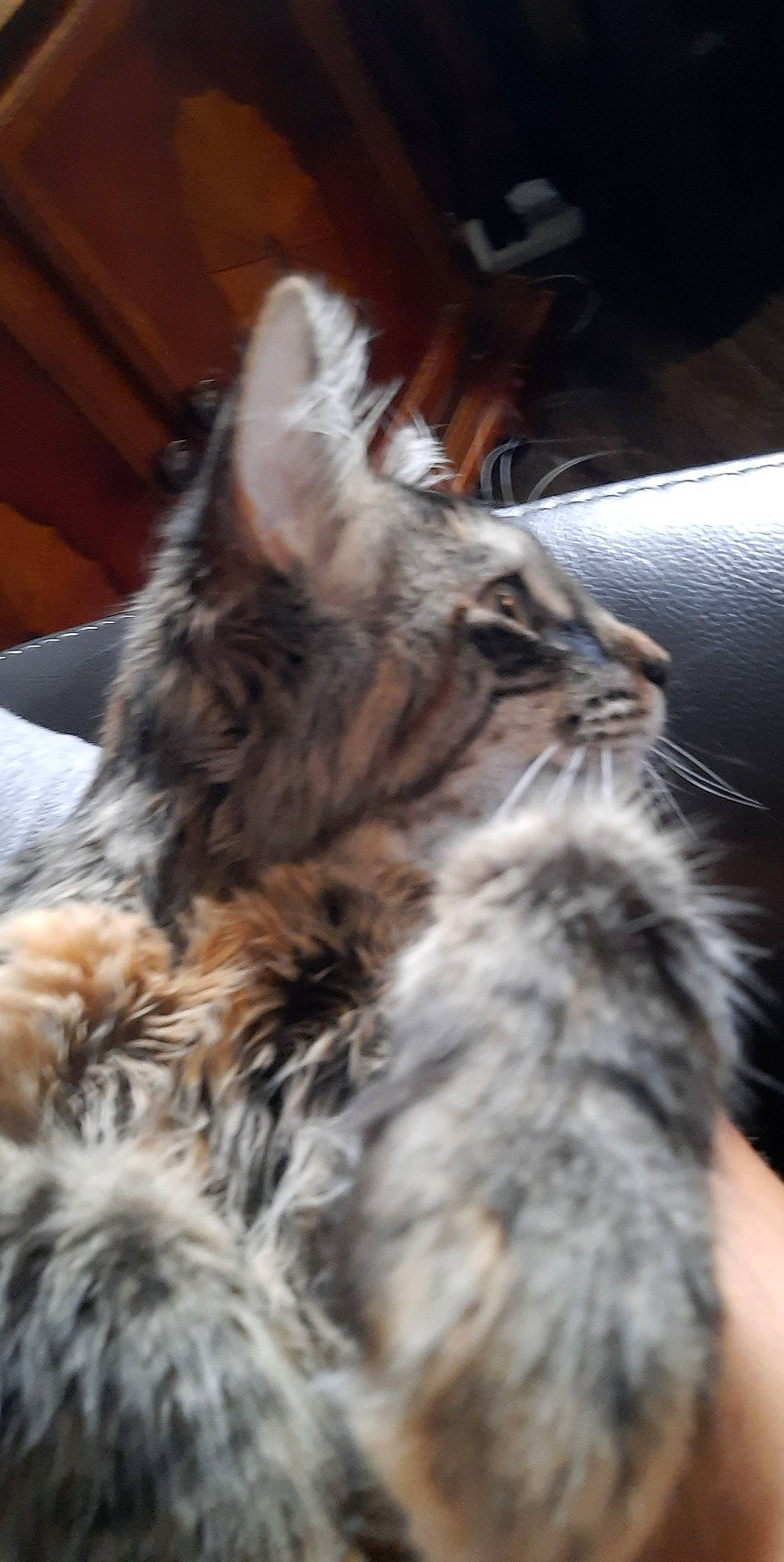 Ruby is registered to the contest to win money with this photo: carnivore, cat, claw, comfort, domestic_short_haired_cat, felidae, fur, maine_coon, nap, paw, small_to_medium_sized_cats, snout, tail, terrestrial_animal, whiskers