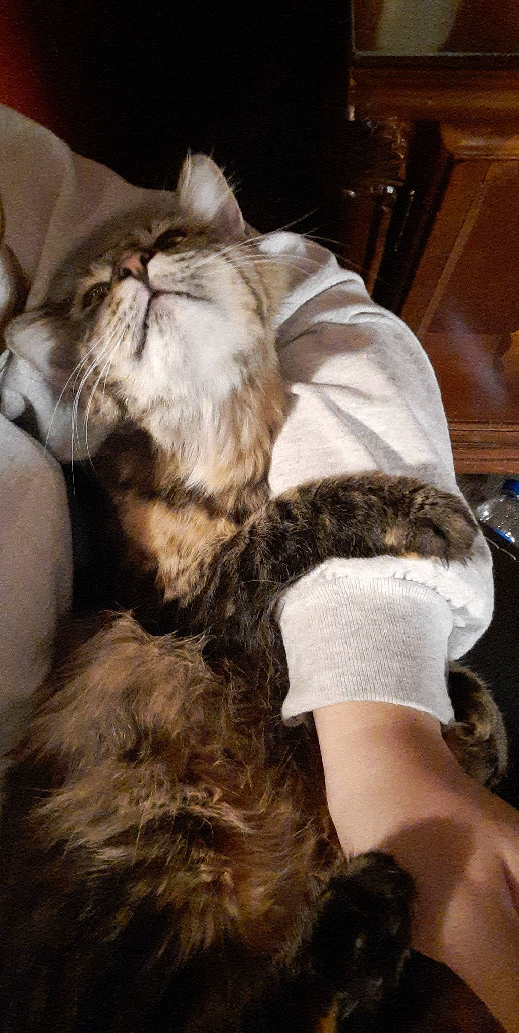 Ruby is registered to the contest to win money with this photo: carnivore, cat, claw, comfort, companion_dog, dog_breed, domestic_short_haired_cat, felidae, fur, gesture, human_leg, nail, nap, paw, sleep, small_to_medium_sized_cats, snout, tail, whiskers