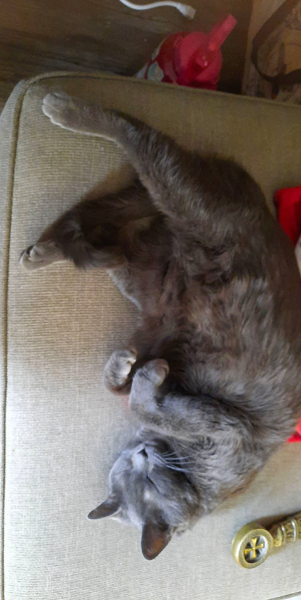 Arthur is registered to the contest to win money with this photo: black_cat, carnivore, cat, claw, comfort, domestic_short_haired_cat, felidae, fur, grey, hardwood, paw, small_to_medium_sized_cats, snout, tail, whiskers, wood