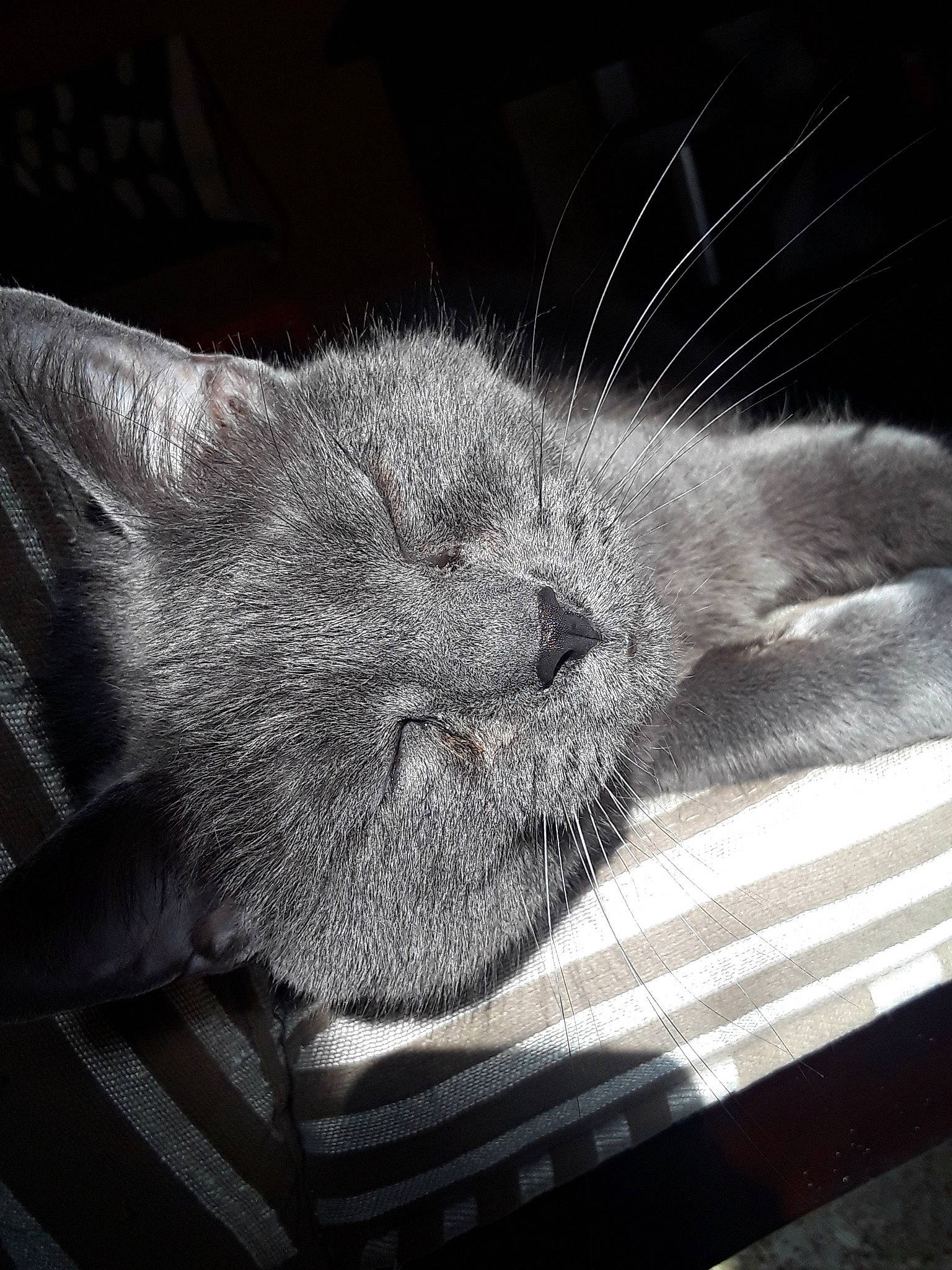 Arthur joined the competition — help win amazing prizes! carnivore, cat, cloud, comfort, darkness, domestic_short_haired_cat, eye, felidae, fur, grey, metal, monochrome, monochrome_photography, paw, small_to_medium_sized_cats, snout, tail, whiskers, window, wood