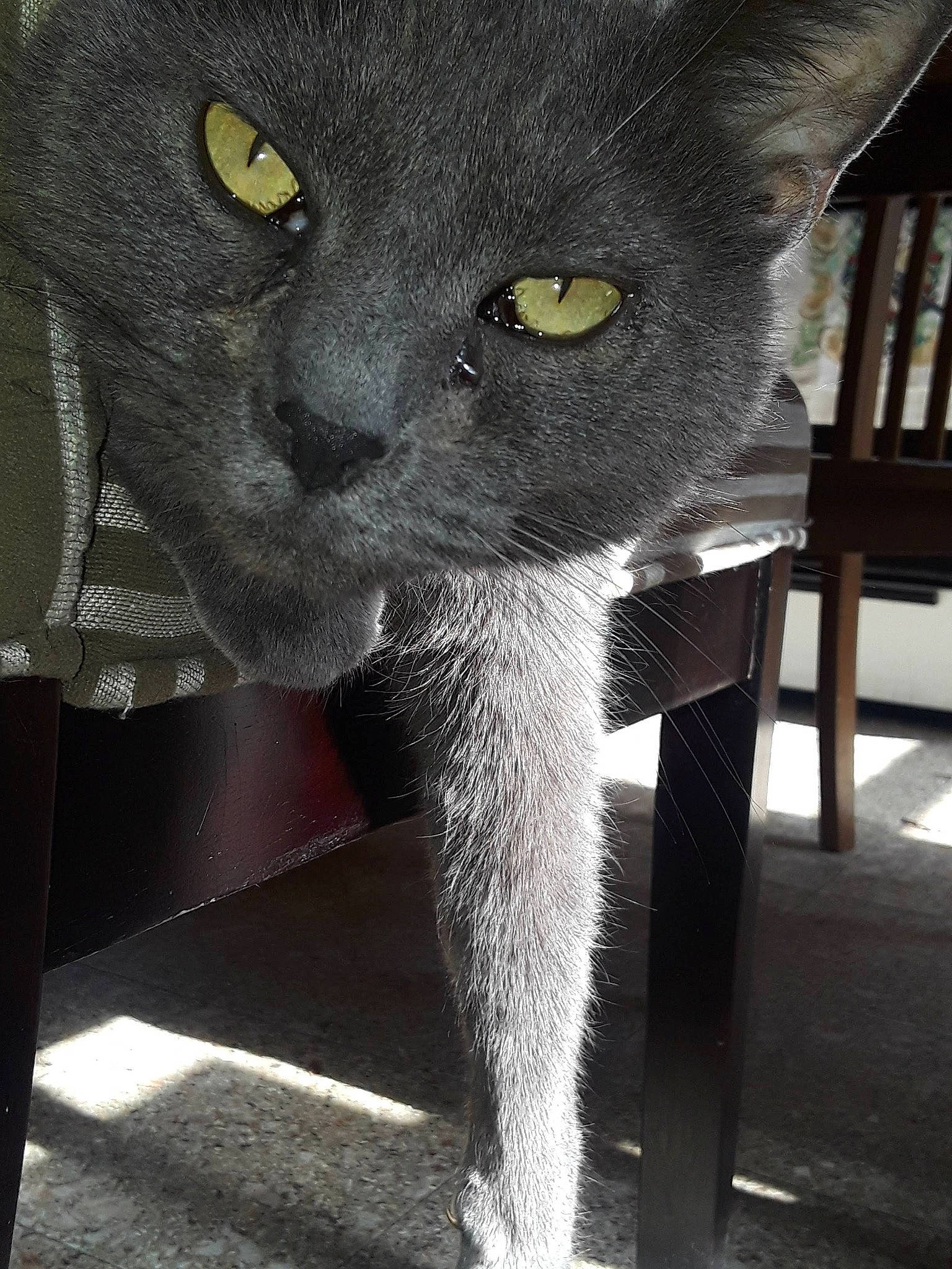 Arthur joined the competition — help win amazing prizes! black_cat, carnivore, cat, cat_supply, curious, domestic_short_haired_cat, eye, felidae, fur, grey, head, russian_blue, small_to_medium_sized_cats, snout, tail, terrestrial_animal, whiskers