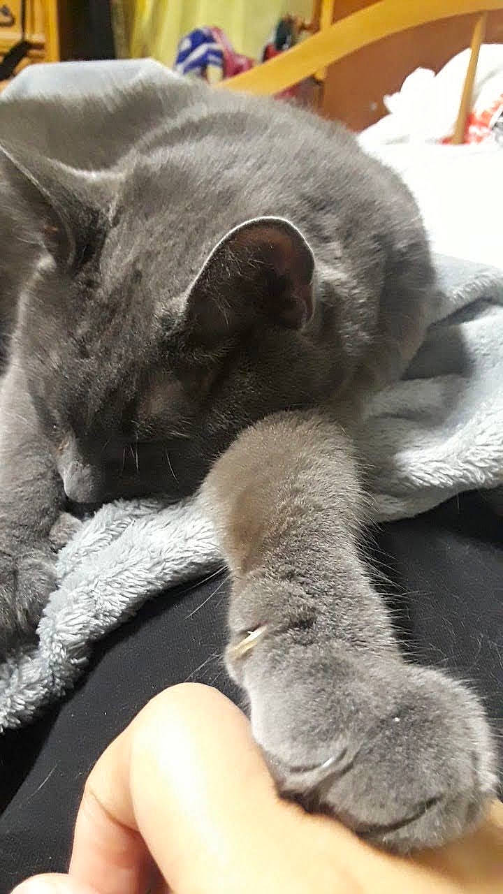 Arthur joined the competition — help win amazing prizes! carnivore, cat, claw, comfort, domestic_short_haired_cat, felidae, fur, grey, human_leg, nap, paw, russian_blue, small_to_medium_sized_cats, snout, tail, terrestrial_animal, whiskers