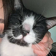 Tixie participe au concours pour gagner de l'argent avec cette photo : accessories, animal, bodypart, canine, cat, face, finger, glasses, hand, head, indoors, kitten, manx, mouth, person, pet, photography, portrait, sleeping, teeth