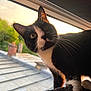 Tixie participe au concours pour gagner de l'argent avec cette photo : abyssinian, animal, blackcat, cat, egyptiancat, kitten, manx, pet, siamese, window, windowsill