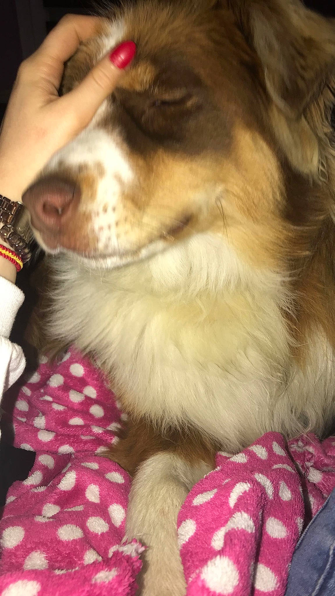 Okja participe au concours pour gagner de l'argent avec cette photo : australian_shepherd, canidae, carnivore, companion_dog, dog, dog_breed, mammal, miniature_australian_shepherd, puppy, puppy_love, snout, sporting_group