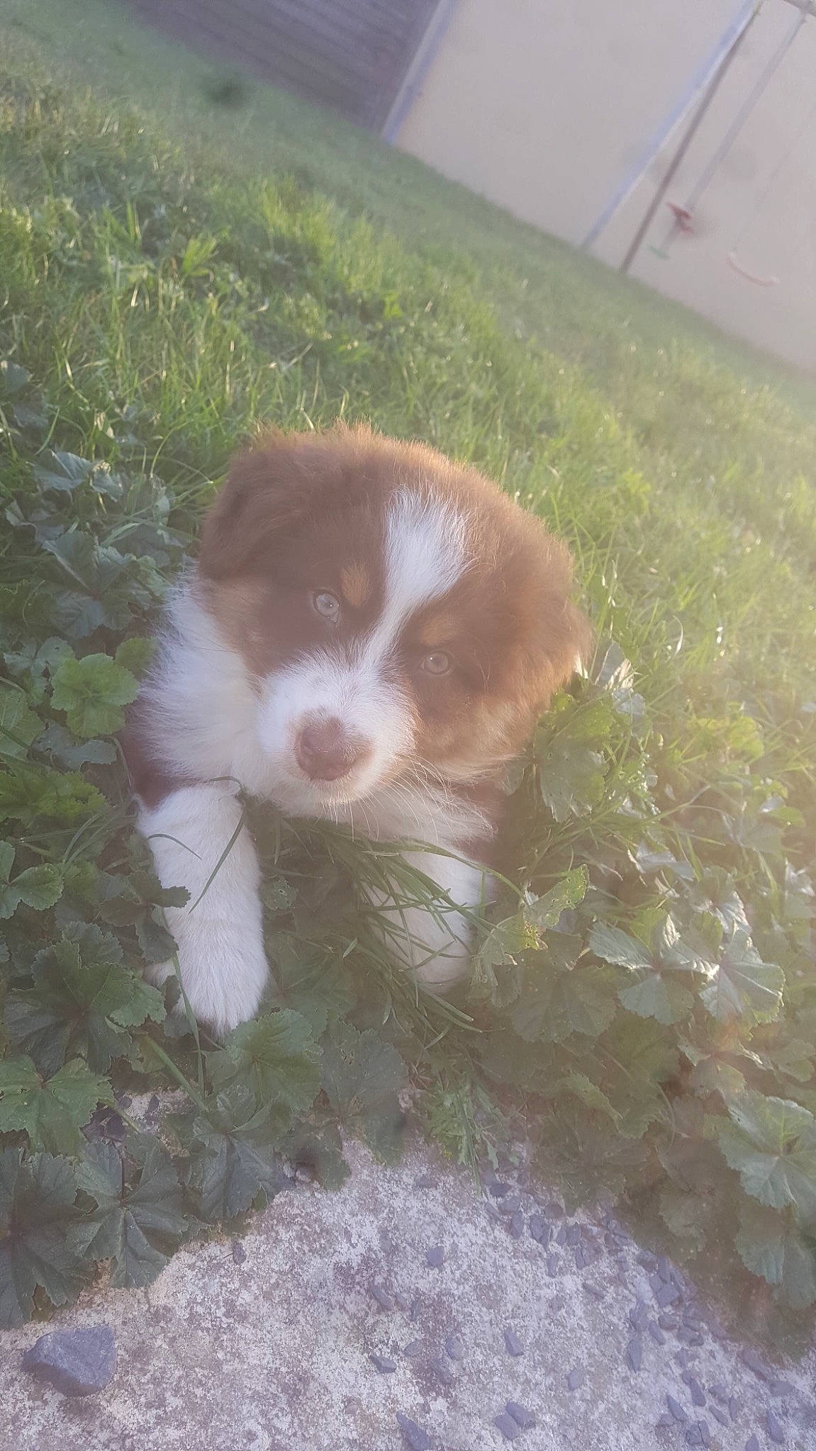 Okja a rejoint le concours — aidez-le/la à gagner de superbes lots ! akita, border_collie, canidae, carnivore, companion_dog, dog, dog_breed, fawn, mammal, miniature_australian_shepherd, puppy, sporting_group, vertebrate