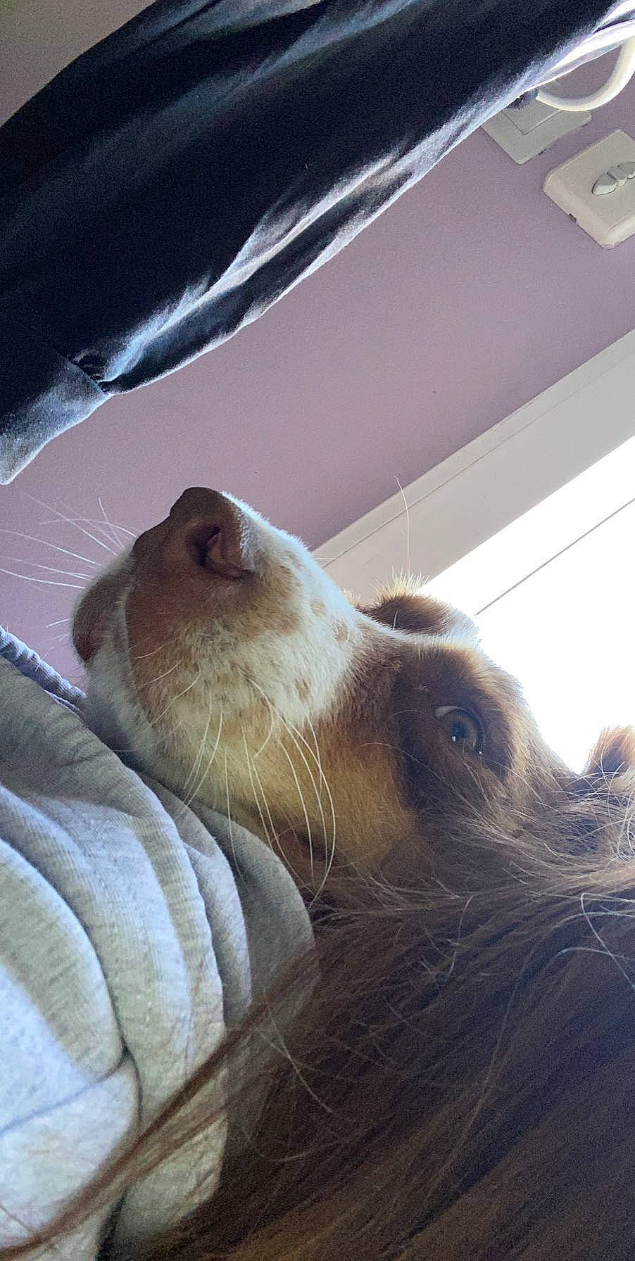 Okja participe au concours pour gagner de l'argent avec cette photo : canidae, carnivore, companion_dog, dog, dog_breed, nap, snout, sporting_group, whiskers