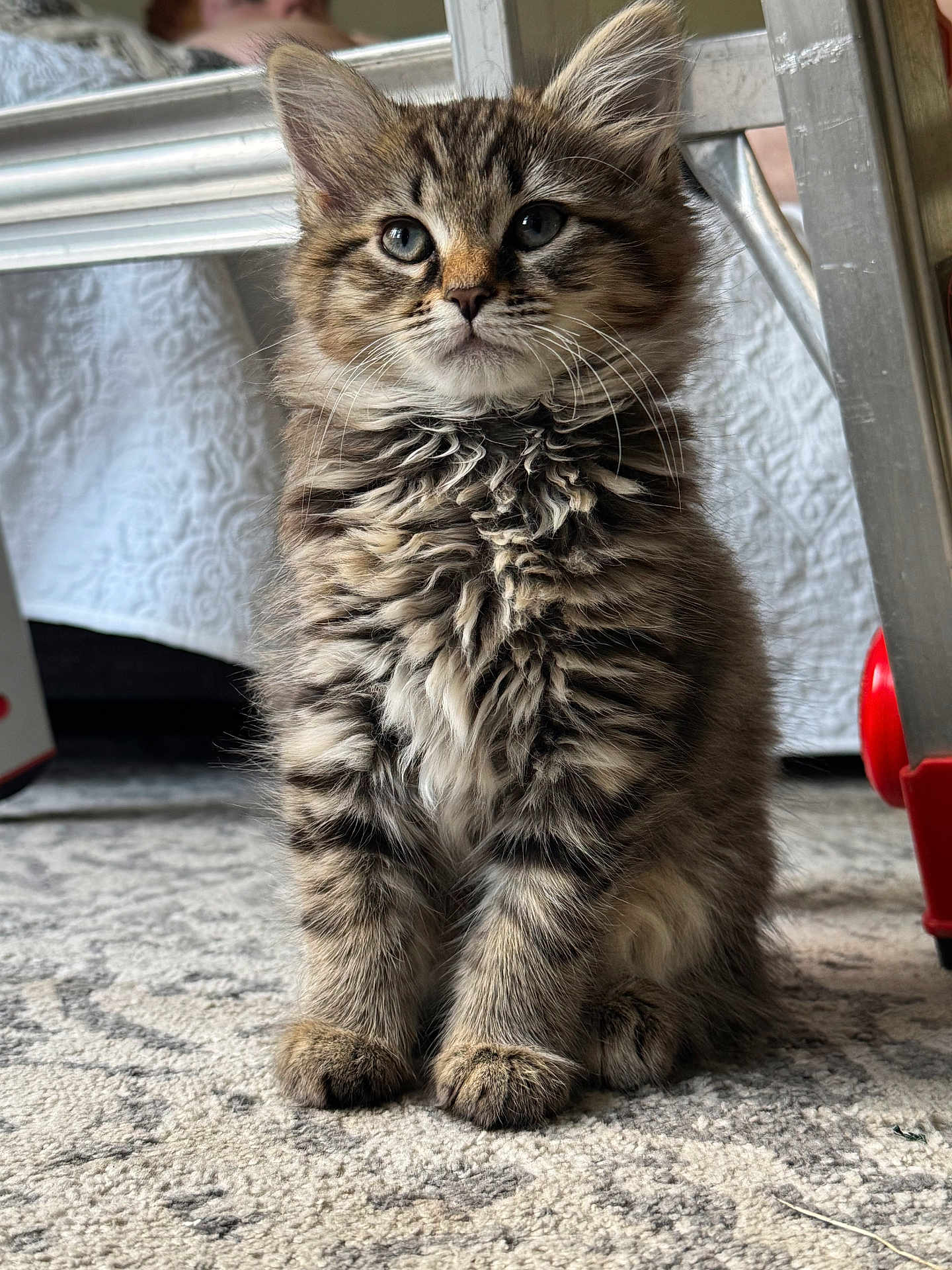 Muffin