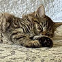 cat, kitten, sleeping, tabby, fur, paw, ear, indoor, blanket, quilt, texture, cozy, resting, animal, pet, cute, soft, closeup, relaxation, floor
