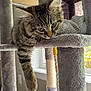 kitten, tabby, cat, cat_tree, indoor, feline, paw, fur, window, natural_light, pet, relaxing, cute, animal, domestic, soft_texture, sleepy, young, curious, cozy