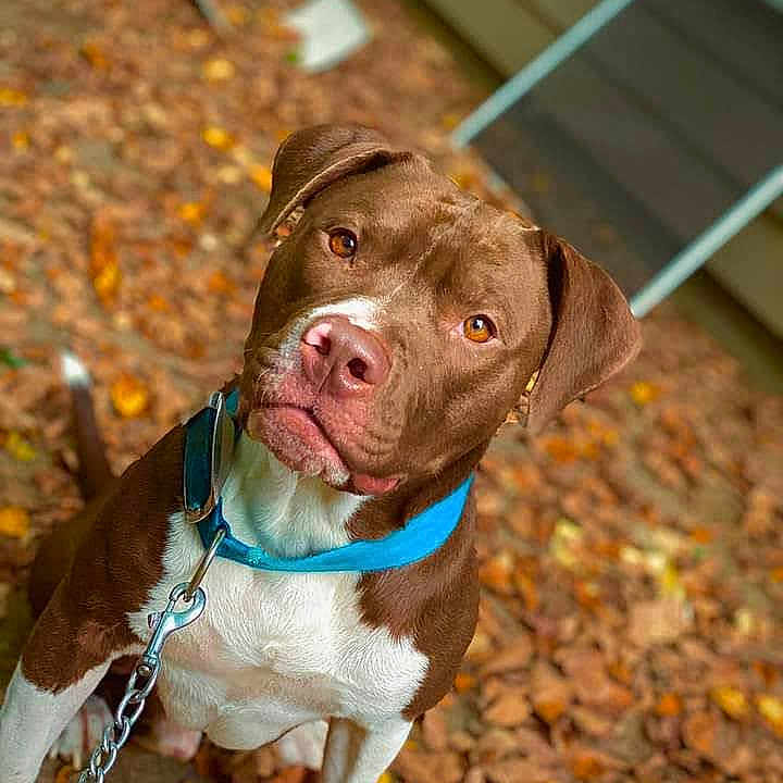 Tank joined the competition — help win amazing prizes! animal, autumn_leaves, blue_collar, brown_dog, canine, chain_leash, close_up, cute, dog, ears, fall, friendly, fur, looking_up, nature, outdoor, pet, portrait, snout, white_dog