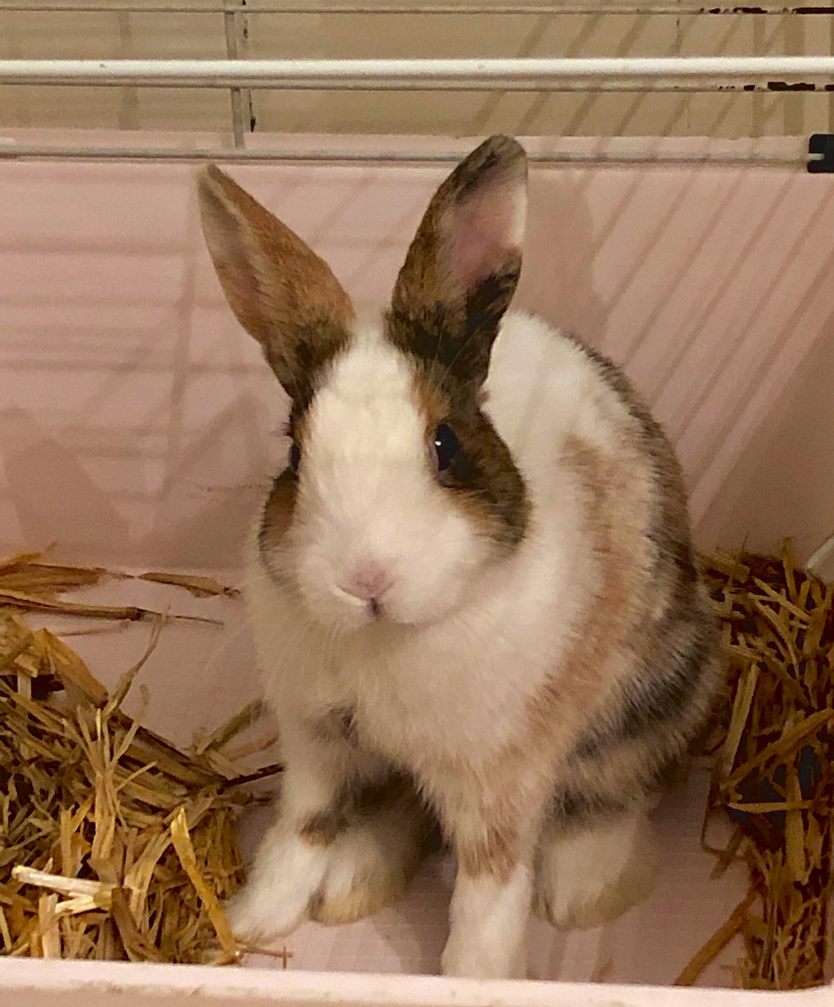 Daisy a rejoint le concours — aidez-le/la à gagner de superbes lots ! animal_shelter, cage, domestic_rabbit, ear, fawn, hare, mammal, organism, rabbit, rabbits_and_hares, snout, vertebrate, whiskers, wildlife