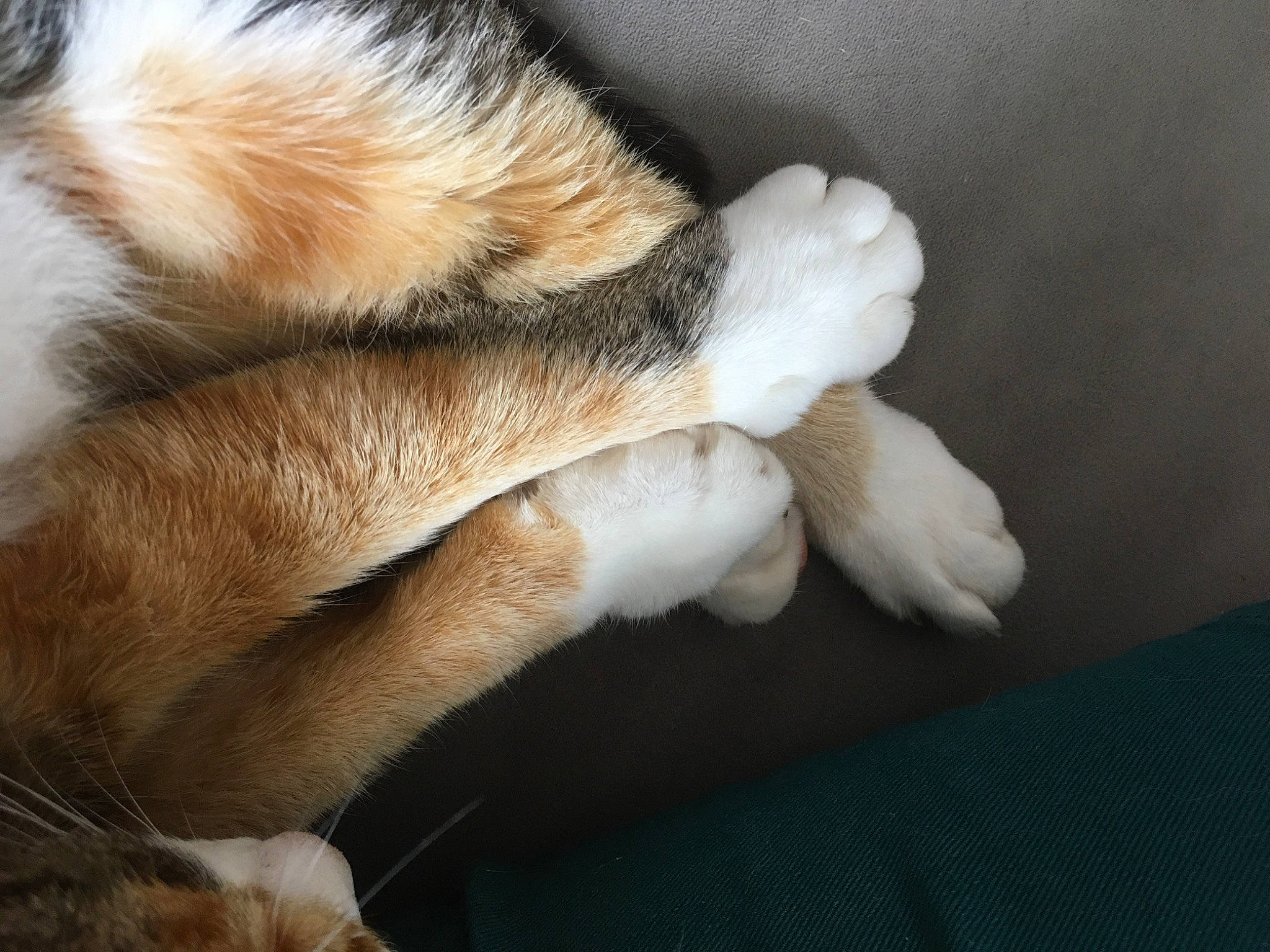 Iris participe au concours pour gagner de l'argent avec cette photo : canidae, carnivore, cat, claw, companion_dog, dog_breed, ear, fawn, felidae, fur, hand, nose, paw, polydactyl_cat, small_to_medium_sized_cats, snout, tail, welsh_corgi, whiskers