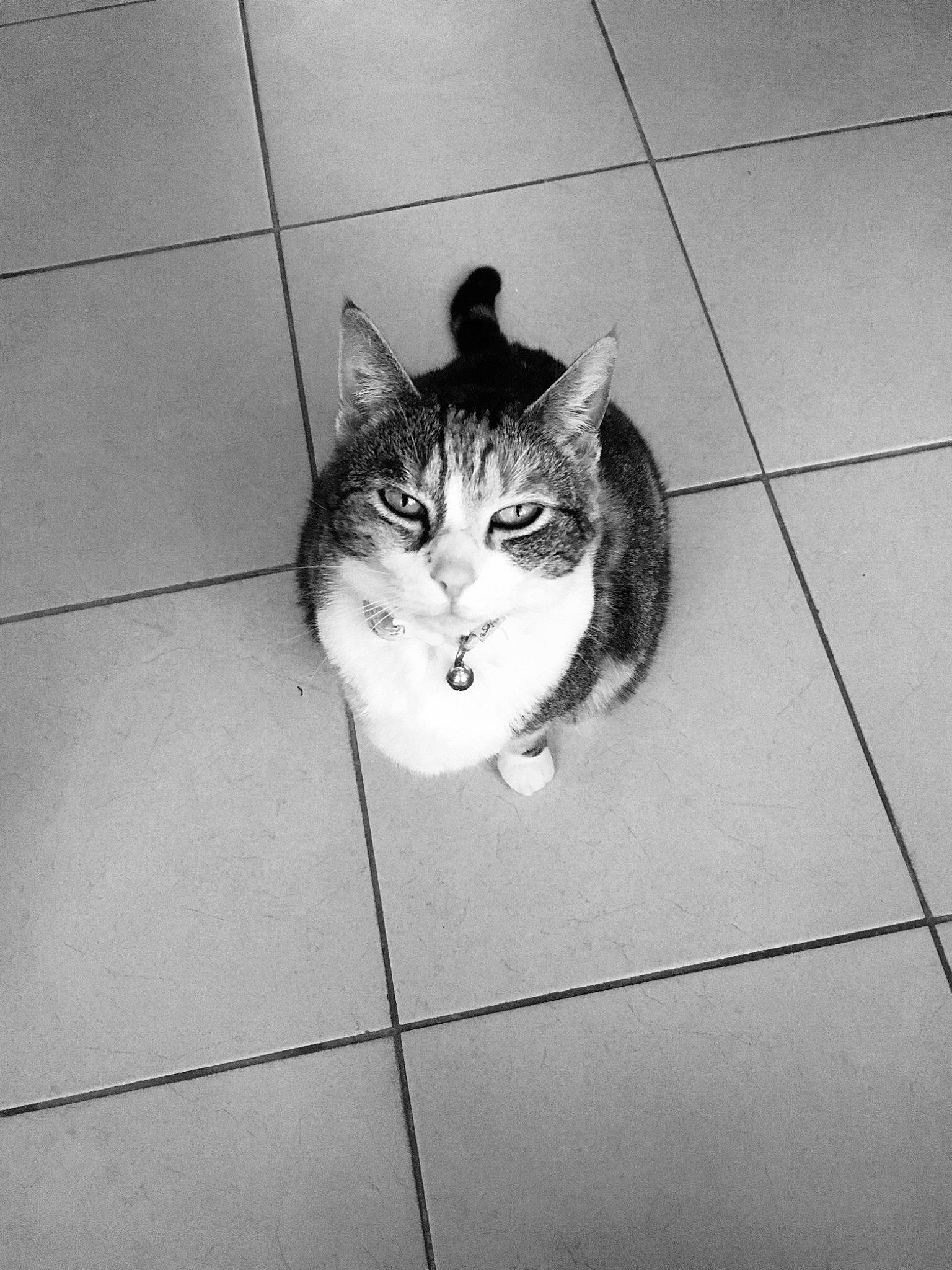 Iris participe au concours pour gagner de l'argent avec cette photo : aegean_cat, asian, black_and_white, carnivore, cat, domestic_short_haired_cat, european_shorthair, eye, felidae, floor, flooring, fur, kitten, polydactyl_cat, small_to_medium_sized_cats, tabby_cat, tail, tile, whiskers