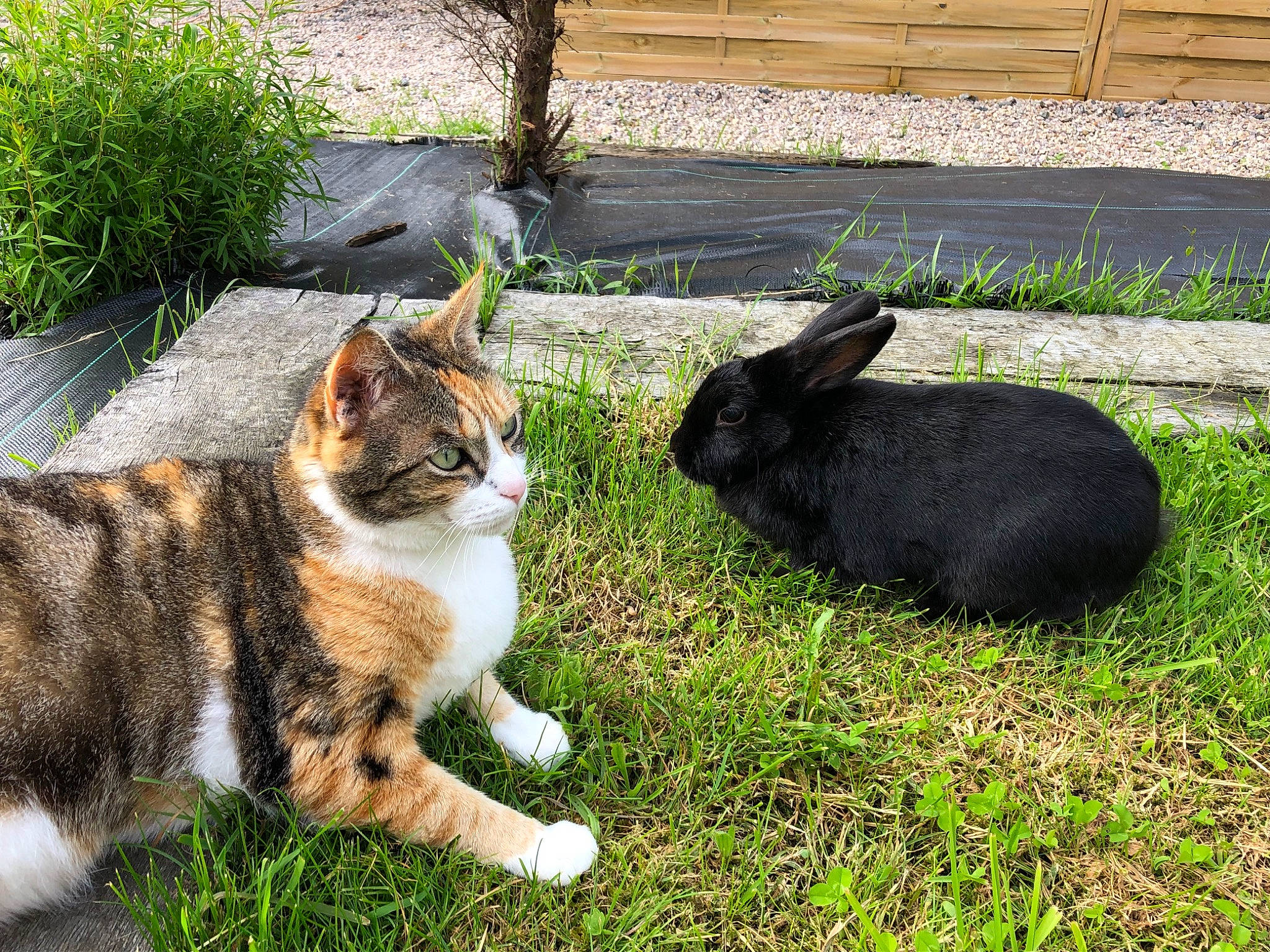 Iris participe au concours pour gagner de l'argent avec cette photo : canidae, carnivore, cat, domestic_rabbit, domestic_short_haired_cat, european_shorthair, felidae, fur, grass, kitten, lawn, mammal, plant, rabbit, small_to_medium_sized_cats, snout, tabby_cat, tail, tree, whiskers