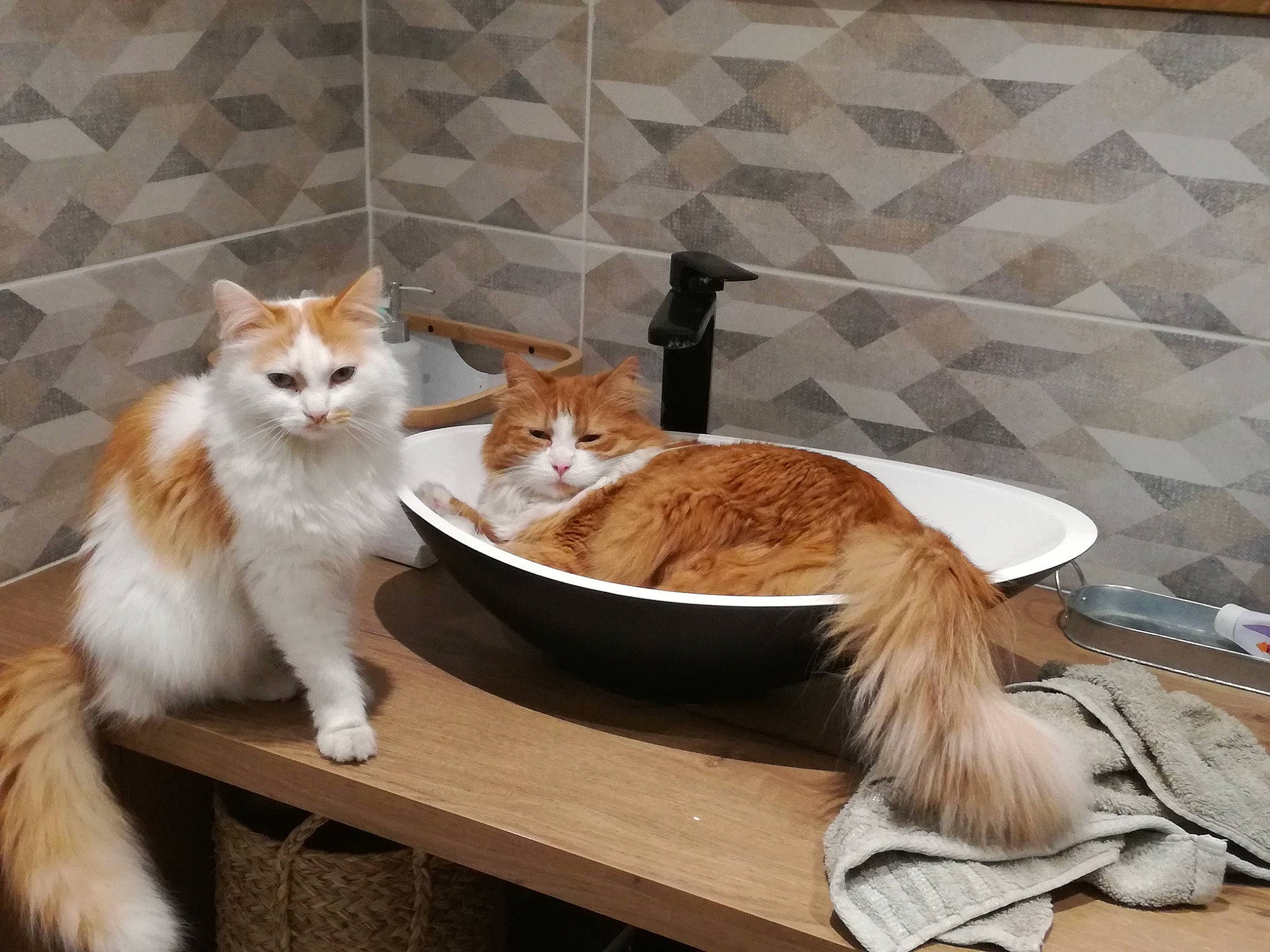 Chamallow a rejoint le concours — aidez-le/la à gagner de superbes lots ! carnivore, cat, cat_supply, claw, comfort, domestic_short_haired_cat, fawn, felidae, flooring, fur, hardwood, paw, pedestal, pet_supply, plant, small_to_medium_sized_cats, table, tail, whiskers, wood