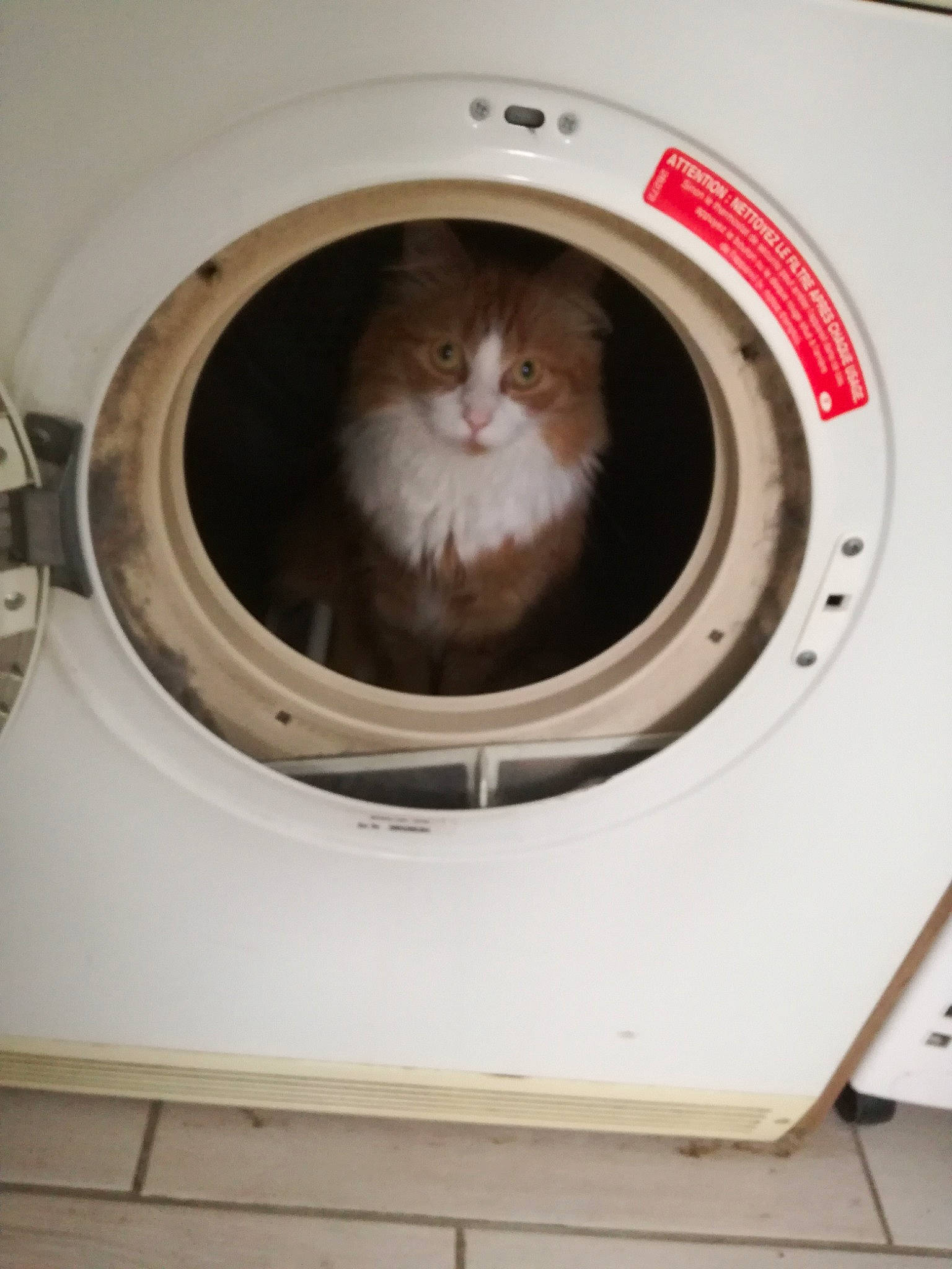 Chamallow participe au concours pour gagner de l'argent avec cette photo : carnivore, cat, cat_supply, ceiling, circle, clothes_dryer, comfort, domestic_short_haired_cat, felidae, flooring, gas, grey, hardwood, home_appliance, major_appliance, rectangle, small_to_medium_sized_cats, washing_machine, whiskers, wood