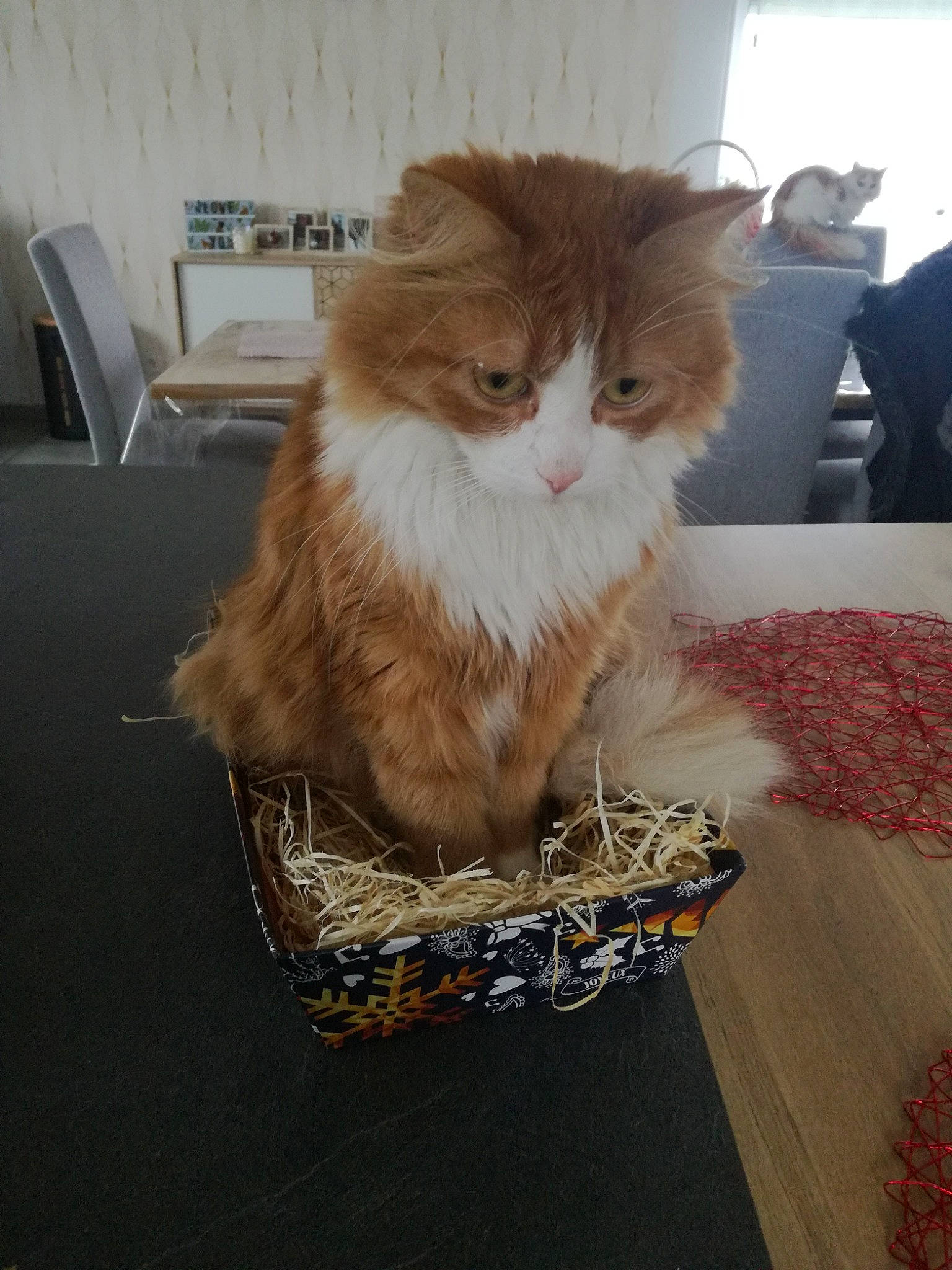 Chamallow participe au concours pour gagner de l'argent avec cette photo : art, box, british_longhair, carnivore, cat, companion_dog, domestic_short_haired_cat, fawn, felidae, floor, flooring, fur, hardwood, room, small_to_medium_sized_cats, snout, street_light, tail, whiskers, wood