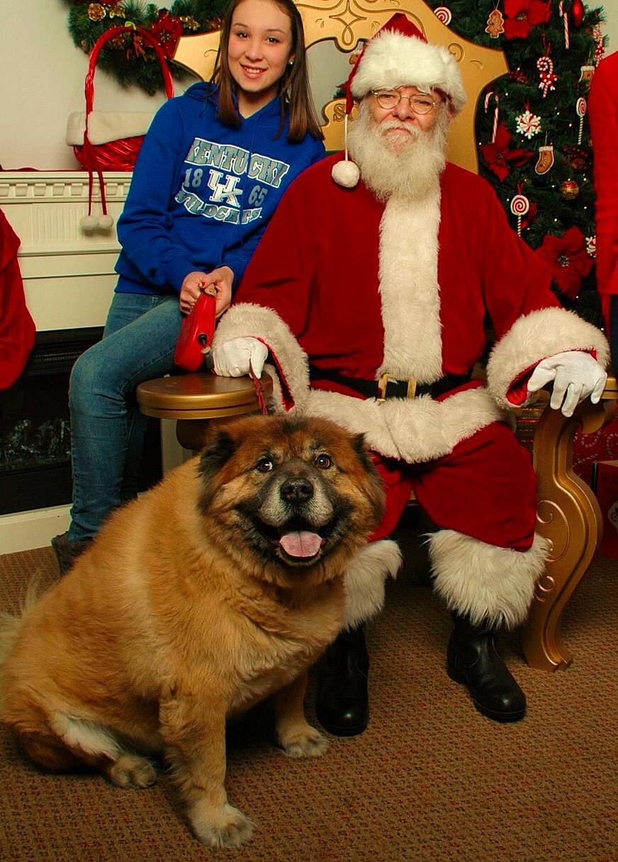 Cash joined the competition — help win amazing prizes! carnivoran, christmas, companion_dog, dog, dog_breed, dog_breed_group, dog_like_mammal, event, fur, headwear, holiday, joy, lap, person, santa_claus, snout