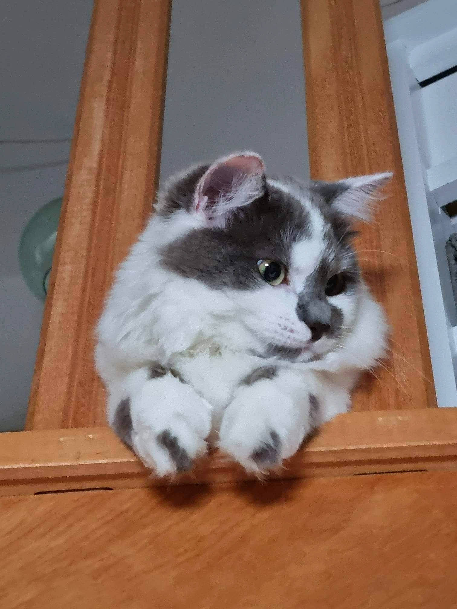 Miyuky participe au concours pour gagner de l'argent avec cette photo : carnivore, cat, claw, comfort, domestic_short_haired_cat, fawn, felidae, flooring, foot, fur, hardwood, home_appliance, kitchen_appliance, paw, small_to_medium_sized_cats, snout, tail, whiskers, window, wood