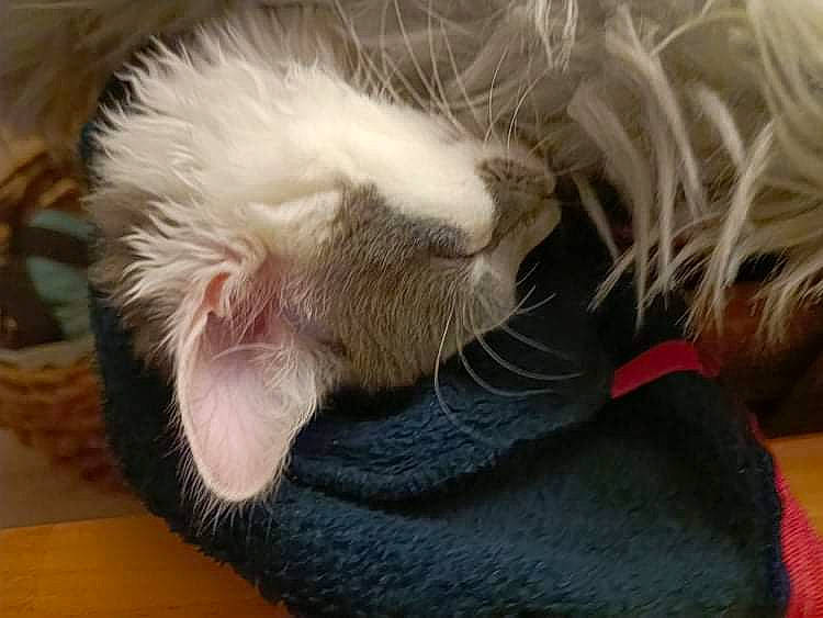 Miyouki participe au concours pour gagner de l'argent avec cette photo : canidae, carnivore, cat, claw, comfort, companion_dog, dog_breed, domestic_short_haired_cat, ear, fawn, felidae, flooring, fur, nap, paw, small_to_medium_sized_cats, snout, sporting_group, tail, whiskers