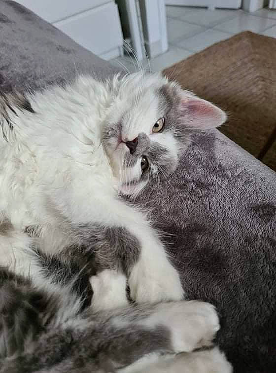 Miyouki a rejoint le concours — aidez-le/la à gagner de superbes lots ! bed, carnivore, cat, claw, comfort, domestic_short_haired_cat, felidae, fur, grey, nap, paw, small_to_medium_sized_cats, snout, tail, whiskers