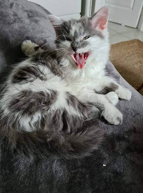 Miyouki participe au concours pour gagner de l'argent avec cette photo : bed, carnivore, cat, claw, comfort, domestic_short_haired_cat, door, eye, fang, felidae, fur, grey, maine_coon, paw, small_to_medium_sized_cats, snout, terrestrial_animal, whiskers, window, yawn