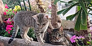 Lylie a rejoint le concours — aidez-le/la à gagner de superbes lots ! abyssinian, animal, cat, flower, flowerarrangement, garden, geranium, herbal, herbs, jar, kitten, manx, nature, outdoors, pet, plant, planter, pottedplant, pottery, vase