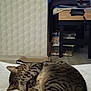Lylie a rejoint le concours — aidez-le/la à gagner de superbes lots ! animal, architecture, building, cat, computerhardware, couch, desk, electronics, furniture, hardware, indoors, livingroom, monitor, pet, room, screen, shelf, table, tv, wood